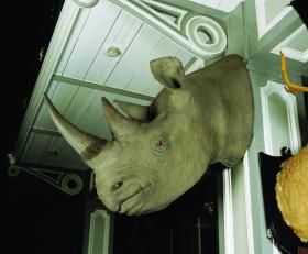 Head of black rhino, Kenya.