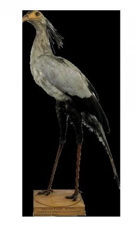 Secretary bird, Cape of Good Hope, South Africa.