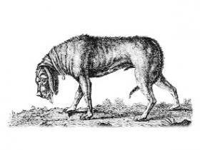 Nineteenth-century engraving of rabid dog.